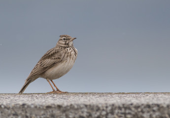 Crested Lark