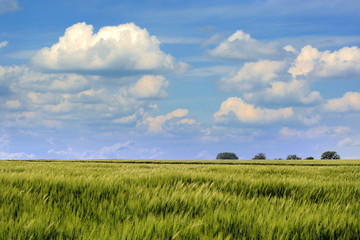 Fototapeta premium Summer landscape with sky and green herb