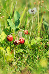 Wild strawberries in the garden.