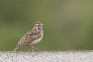 Crested Lark