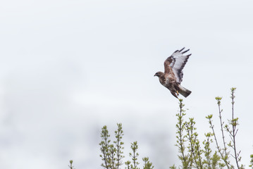 Common Buzzard