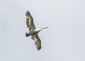 Dalmatian Pelican