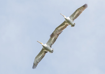 Dalmatian Pelican
