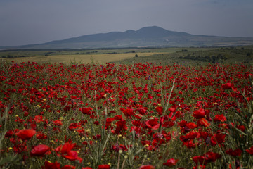 Poppy field
