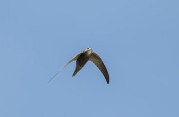 Pallid Swift