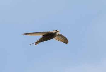 Pallid Swift