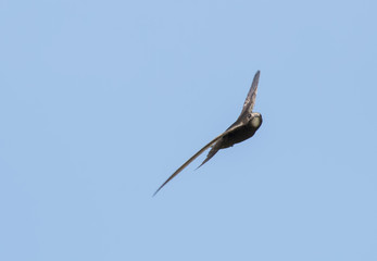 Fototapeta premium Pallid Swift