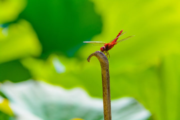 ショウジョウトンボ　オス

