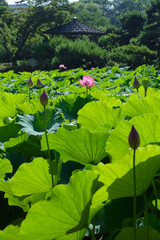 栗林公園の蓮　縦