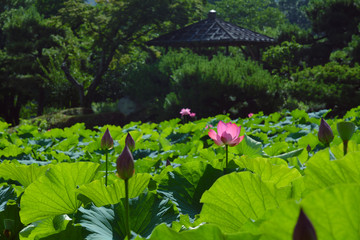 栗林公園の蓮