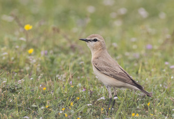 Isabelline Wheatear
