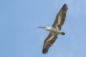 Fototapeta na wymiar Dalmatian Pelican