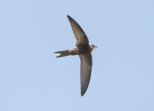 Pallid Swift