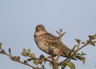 Calandra Lark