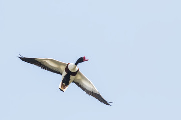 Common Shelduck