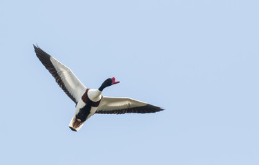 Common Shelduck