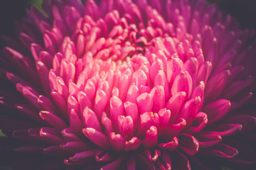 Obraz premium Aster Flower Macro Filtered
