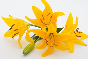 Lily flower with buds on a white background.