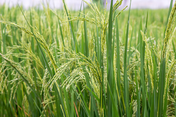 Rice fields background.