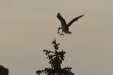 birds