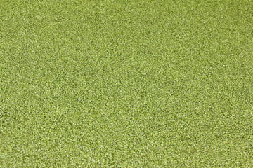 Duckweed on a boggy surface of a pond