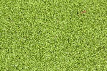 Duckweed on a boggy surface of a pond