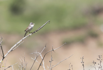 Fototapeta premium Common Whitethroat