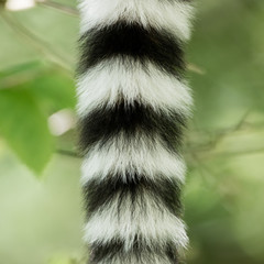 Obraz premium Close up of a ring-tailed lemur tail texture