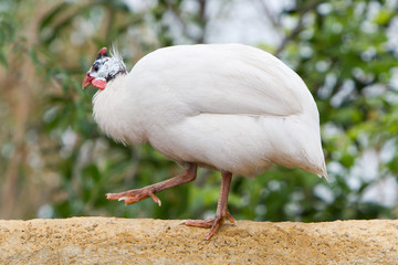 White guinea fowl