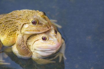 Obraz premium , also known as the Common Water Frog , sits on wood. Edible frogs are hybrids of pool frogs and marsh frogs..