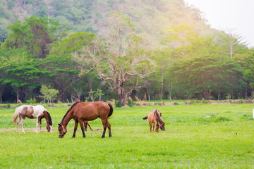 Obraz premium Hourses farm in the green garden mountain.