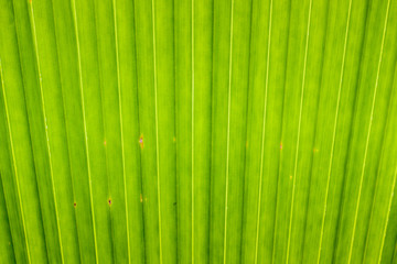 Patterns of leaves, palm fronds.