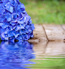 blue flower with reflection in water