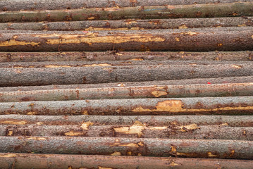 Tree trunk cut lumber log bark side horizontal stack
