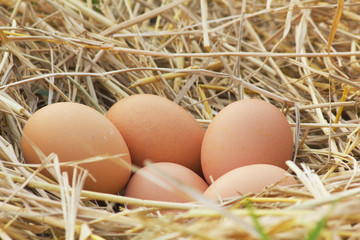 Horizontal photo of several hen eggs which are placed on nice haystack from dried straws and inside wicker basket. Light wooden wall is in background..