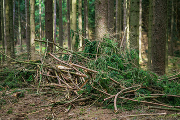 Pine spruce conifer forest cut tree branch ground nobody