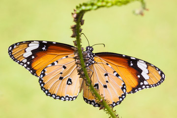 Butterfly spread its wings