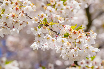 Cherry branch tree blossom blooming blue sky close-up