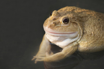 albino Frog, also known as the Common Water Frog , sits on wood. Edible frogs are hybrids of pool frogs and marsh frogs..