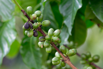 Coffee beans ripening on tree