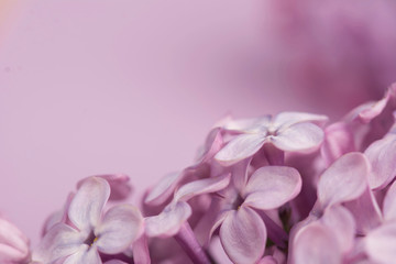 Bright purple lilac flowers isolated on rose background