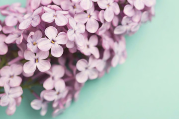 Fototapeta na wymiar Bright purple lilac flowers isolated on blue background