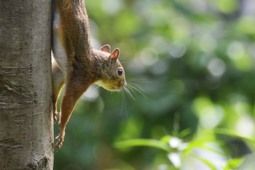 Naklejka na ściany i meble Squirrel upside down on a tree trunk.