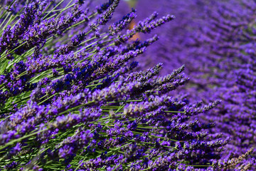 Lavender summer field
