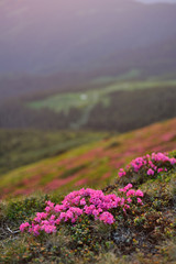 Obraz premium Pink summer flowers in the mountains