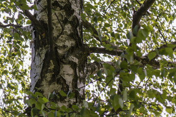 View of birch and green leaves
