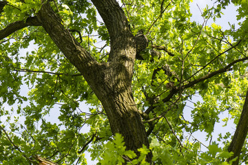 oak tree trunk and green leaves