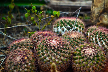 cactus