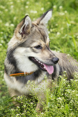 dog breed Visigoth Spitz