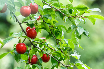 ripening wild plums branch